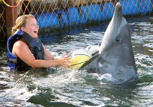 Serangan Dolphin Interactive - Bali Fun Activities