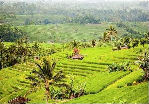 Bali Swaha Trekking Adventure - Bali Trekking