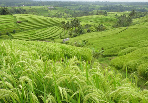 Jatiluwih and Batukaru Temple Tour - Bali Sightseeing Tours