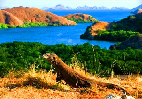 Komodo Adventure 3 Days 2 Nights - Komodo Adventures