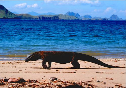 One Day Tour Komodo Package - Komodo Adventures