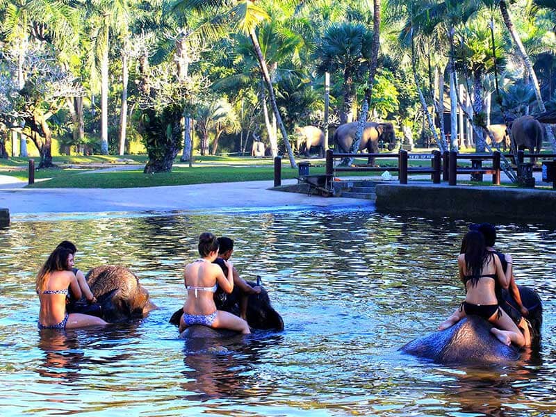 Elephant Bathe & Breakfast Tour by Mason Elephant Park - Bali Fun Activities