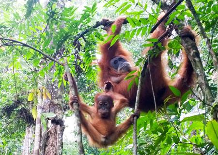 Bukit Lawang Tracking and Rafting Tour 6 Days 5 Nights - Sumatra Adventure