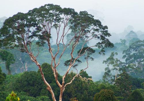 Jungle Trekking I 7 Days 6 Nights - Borneo Island