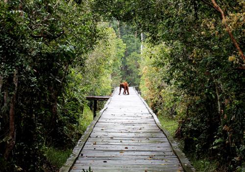 Borneo Overland Trip III 26 Days - Borneo Island