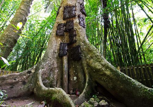 South Sulawesi Tour 8D7N - Tana Toraja