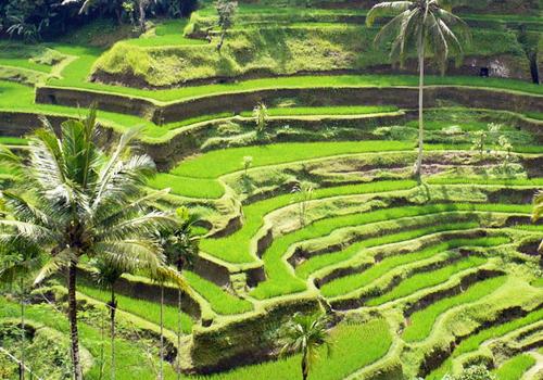 Ubud Village and Tegalalang Tour - Bali Sightseeing Tours